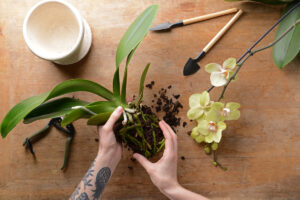 Woman,Transplanting,Orchid,At,Table