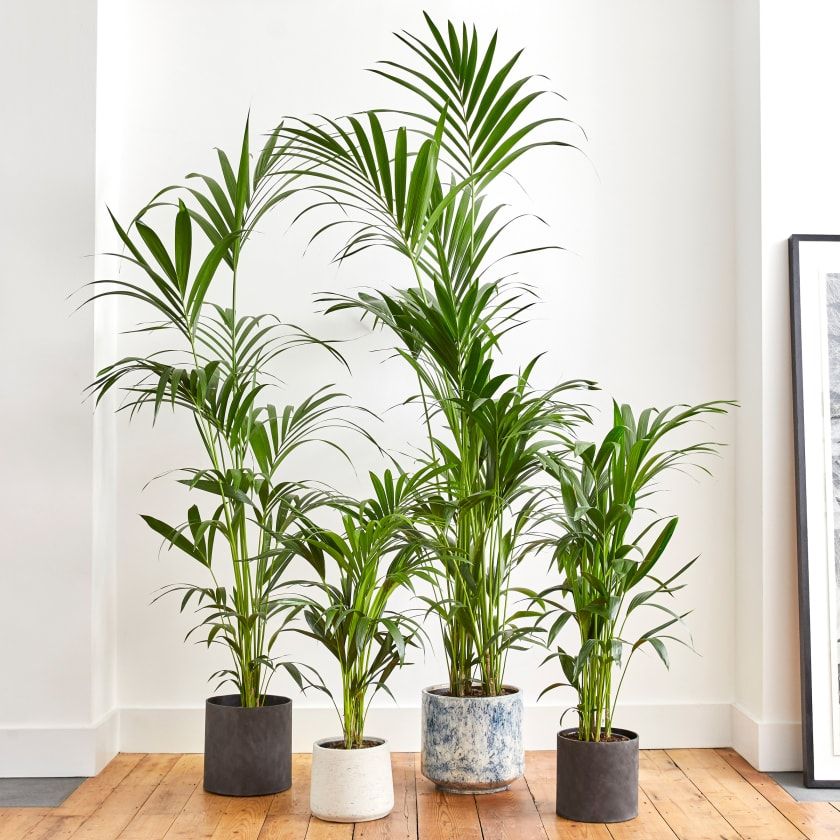 Kentia Palm Tree Growing Indoors