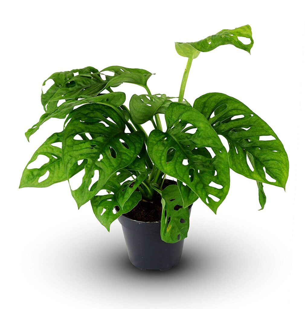 Monstera Obliqua