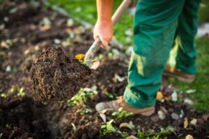 Preparing the Soil for an Organic Garden