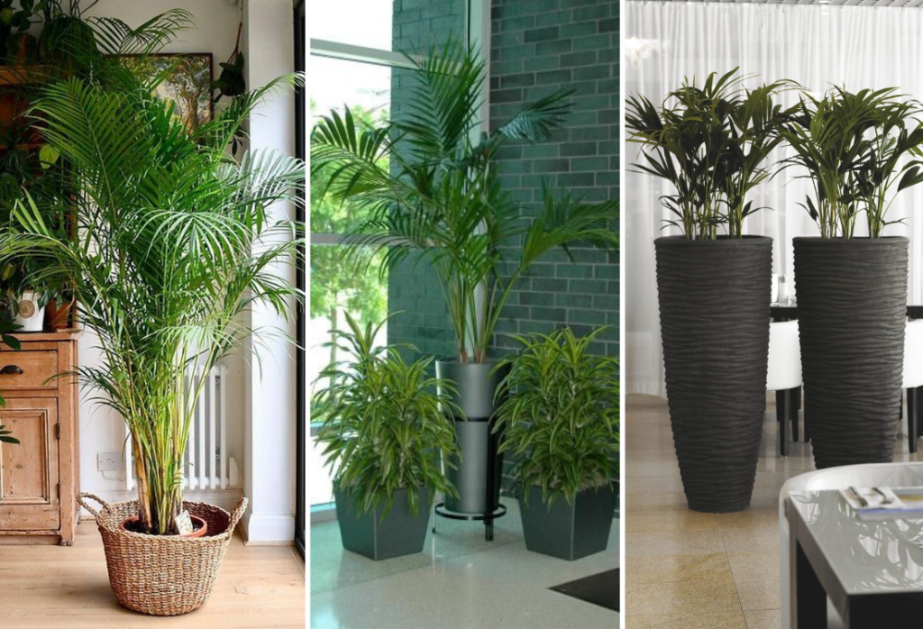 Styling Ideas for Kentia Palm