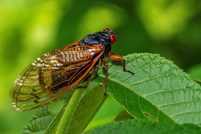 cicadas eat my plants