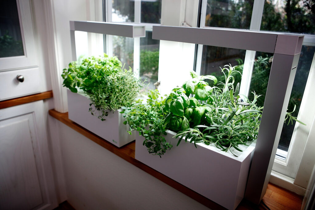 Windowsill Gardens