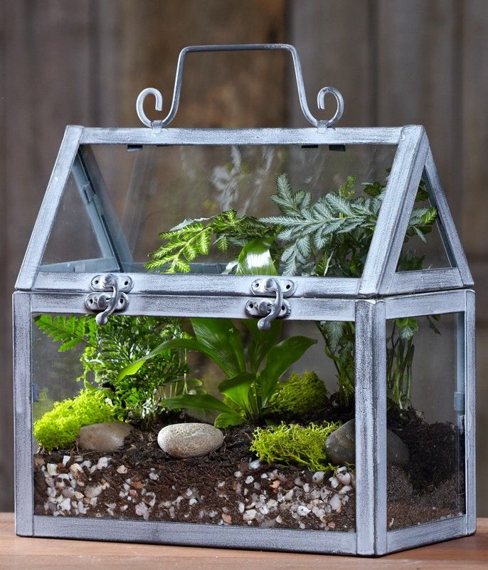 indoor Terrariums