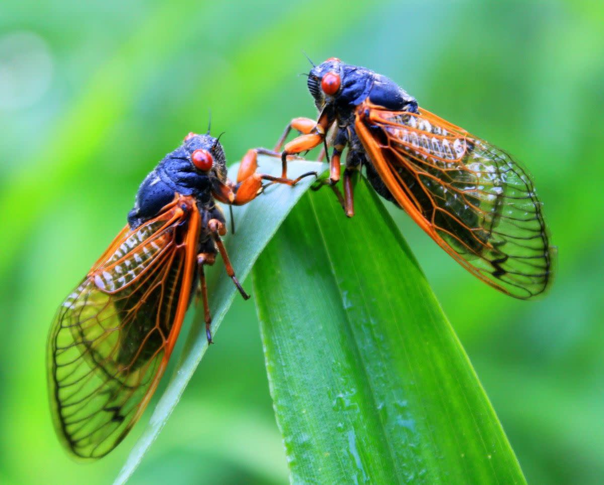 Will-the-Cicadas-Eat-Your-Plant.jpg