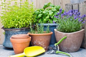 growing lavender