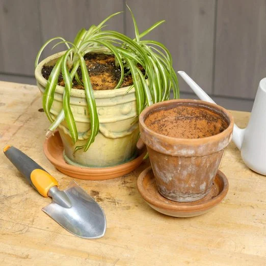 potting soil