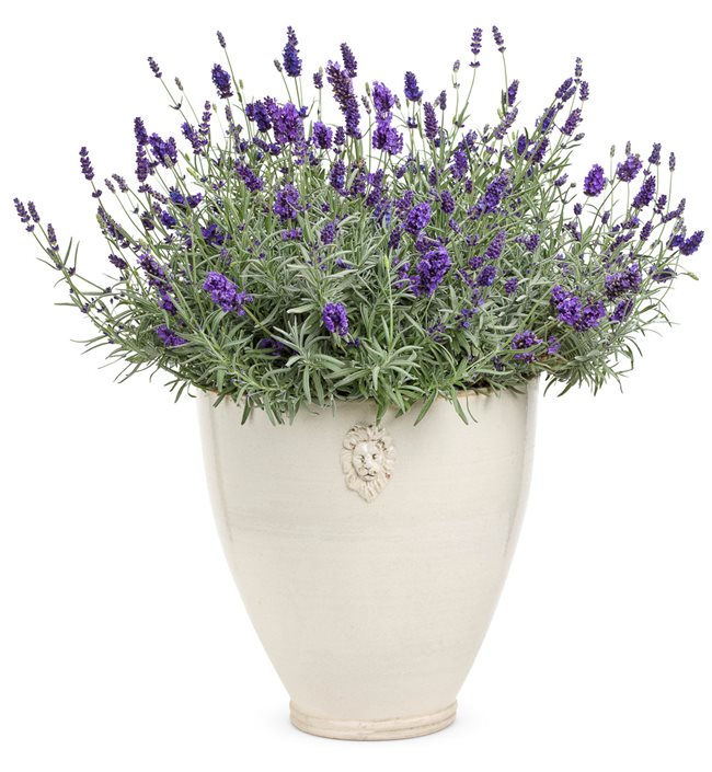 growing lavender