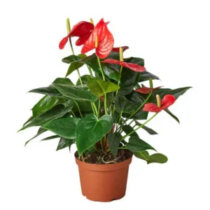 1-Anthurium-Red-6_350x350_1faa244a-d3bc-442a-939f-66731478aafb_640x640_crop_center