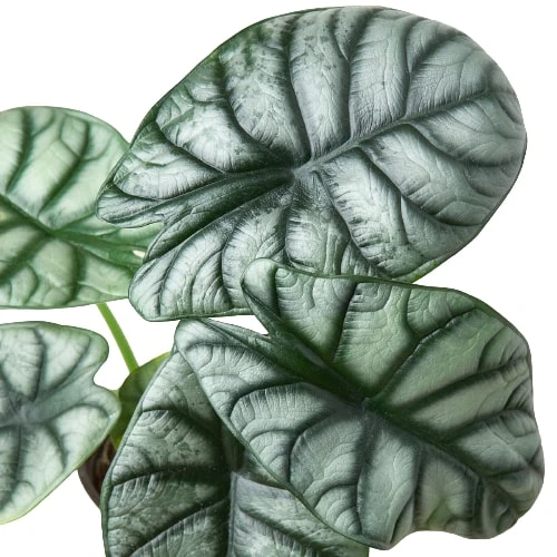 Fertilizing Alocasia Silver Dragon