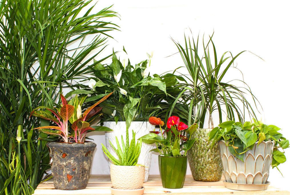 Air-Purifying Houseplants