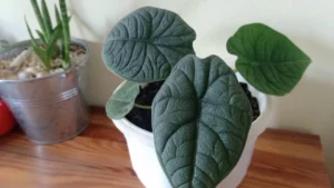 Alocasia Melo