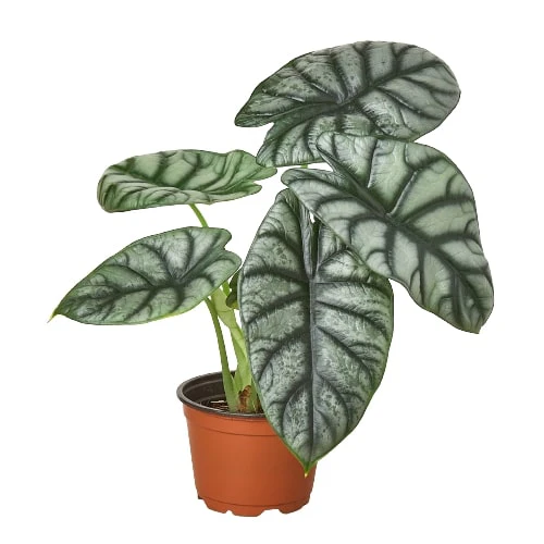 Grow and Care for Alocasia Silver Dragon