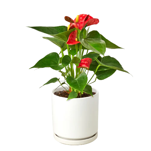 Anthurium Red White Round 1 removebg