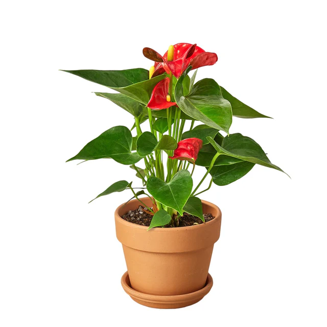 Anthurium Care