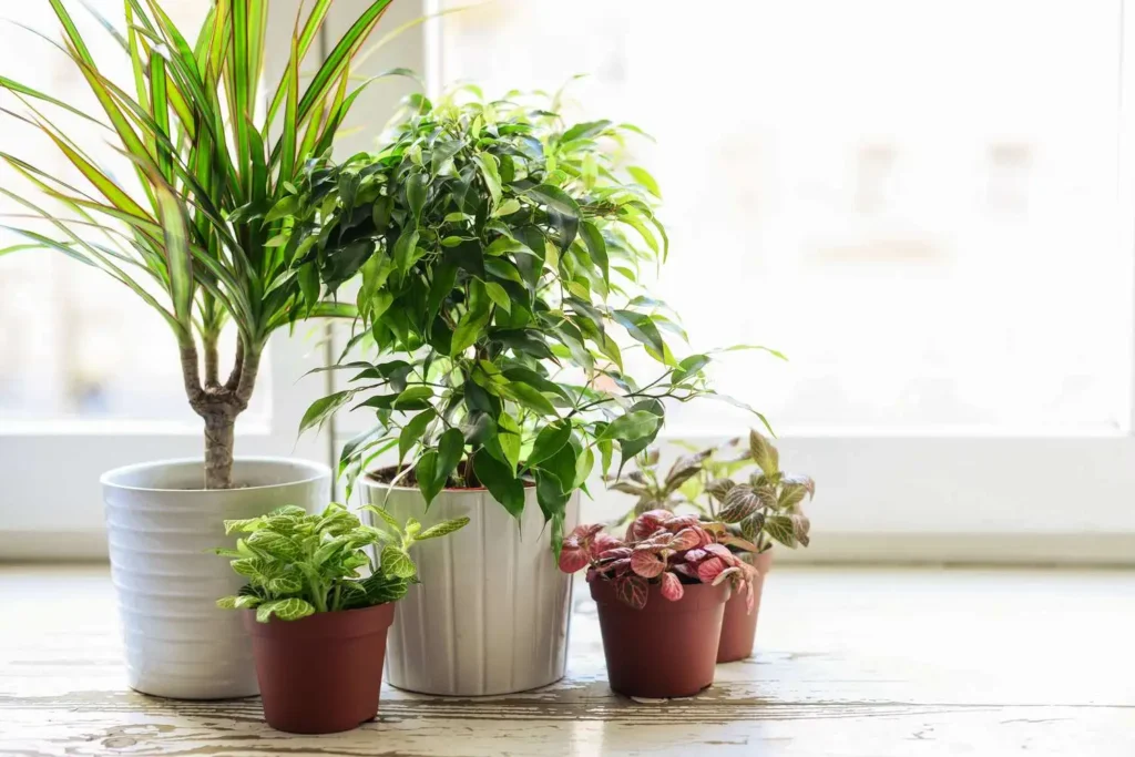 Green indoor plants to reduce dust in a cozy home setting