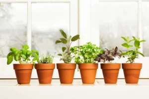 Top 10 Tiny Indoor Plants for Small Spaces