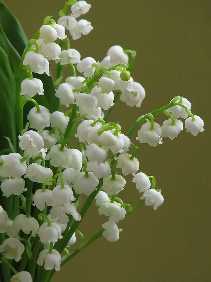 Lily Of The Valley Flowers