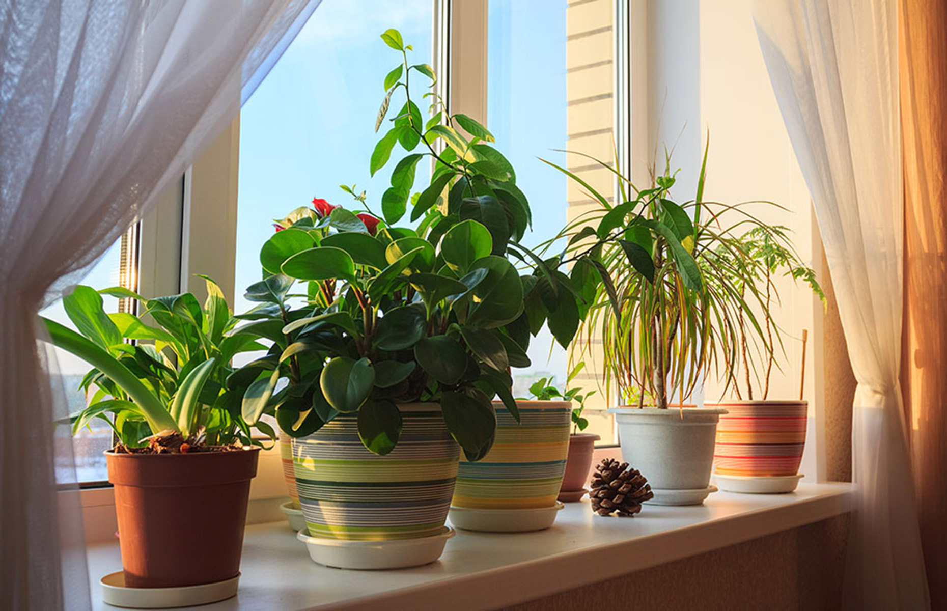 10 Stunning Houseplants for low light 1 Low Light Houseplants variete