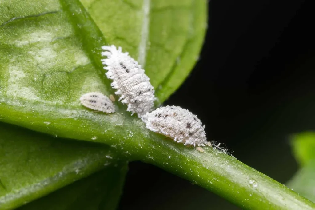 Mealybugs Infesting a Plant 1 2