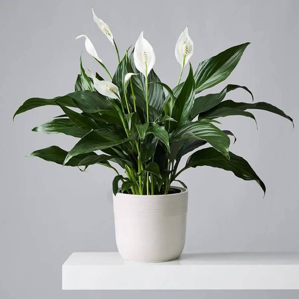 House Plants To Reduce Dust