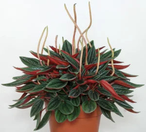 Peperomia Rosso