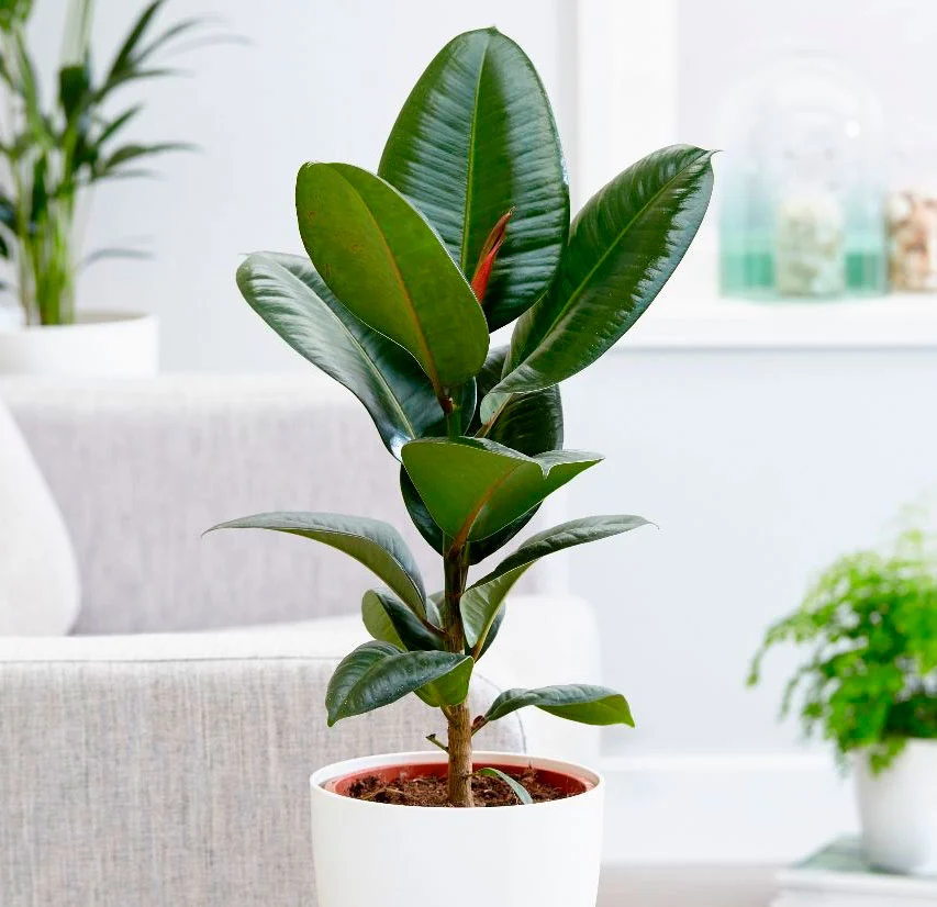 house plants reduce dust