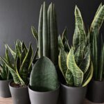 Snake Plant Sansevieria