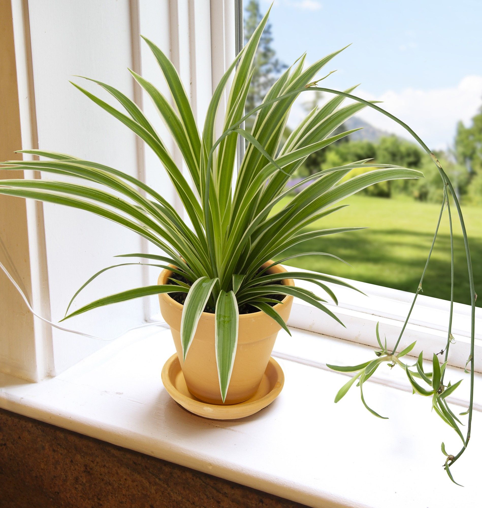 Top 3 House Plants To Reduce Dust