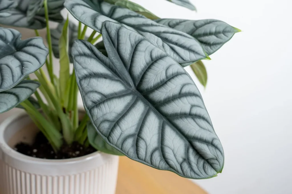 Benefits of Alocasia Silver Dragon