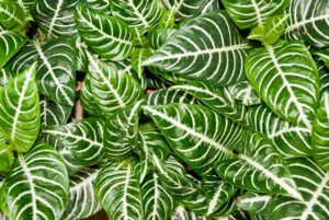 How to Grow and Care for Zebra Plants