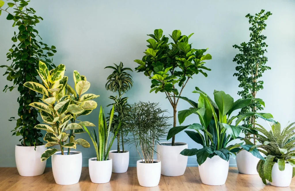 10 Stunning Houseplants for low light 2 houseplants for low light
