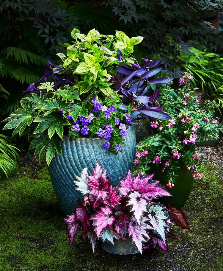 large container potted annual shade plants design 3I3XbnJAaXo9pTx1F6EF1A 859191b5a2a44e13ab559d2025b1a38b