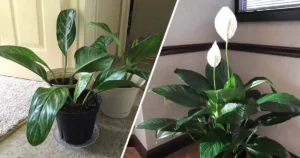 What are low-light indoor plants?