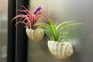 sea-shell-planter-magnets-air-plants-58caab075f9b581d7223ca61