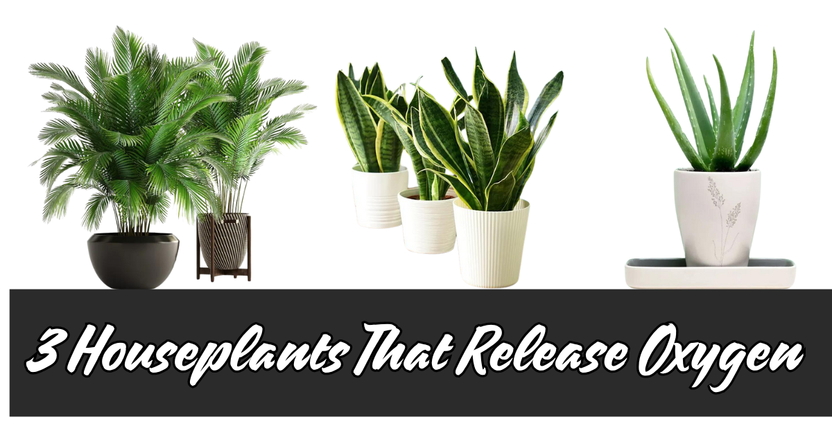 3 Houseplants That Release