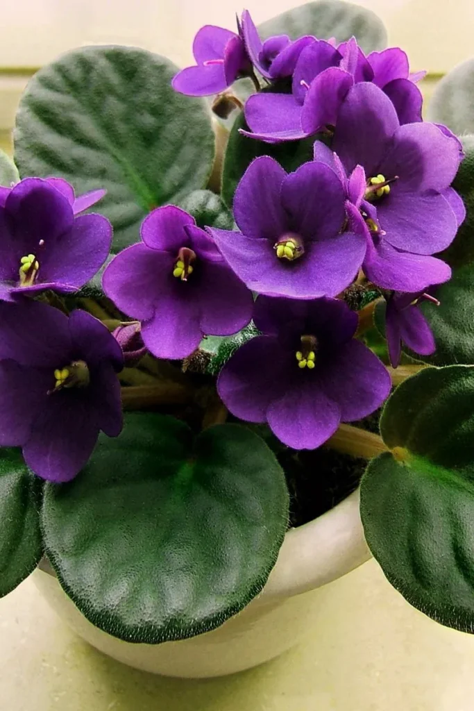 African Violet