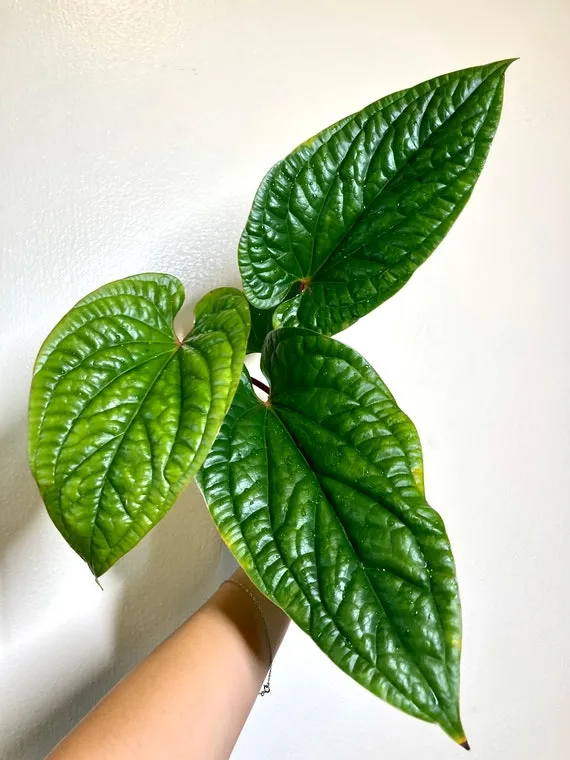 Anthurium Radicans x Luxurians - uncommon Plants