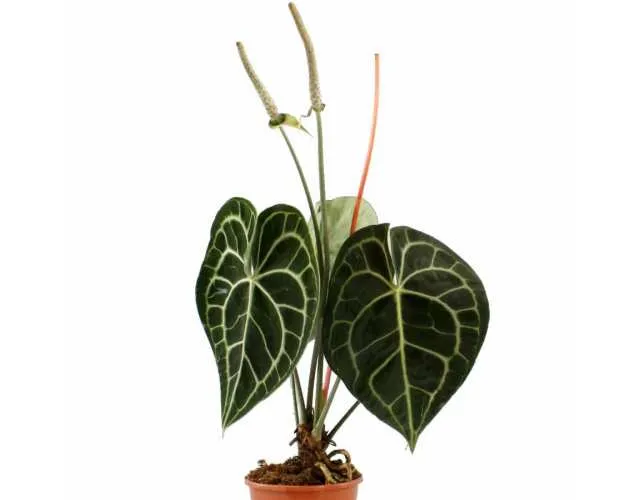 Anthurium crystallinum