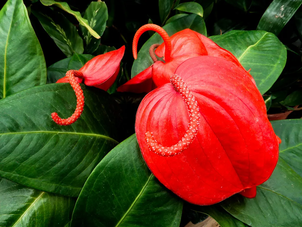 Anthurium scherzerianum