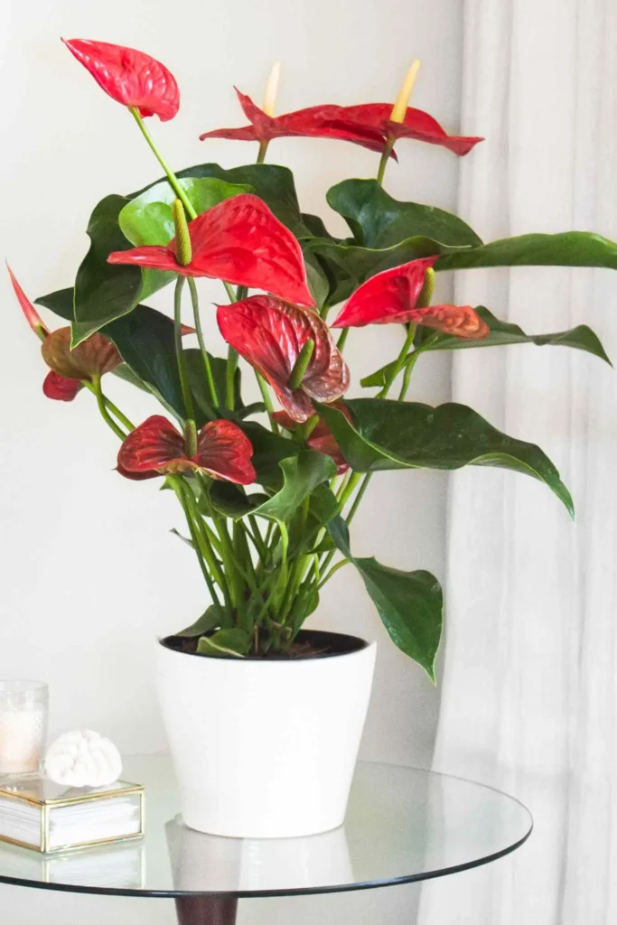 Anthuriums