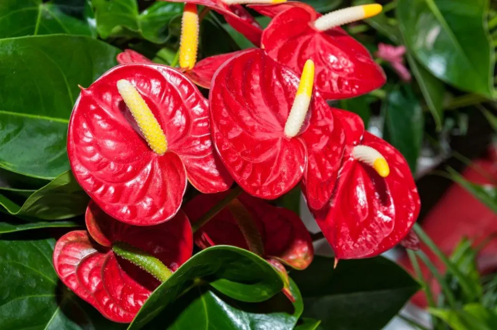 Anthuriums1 1