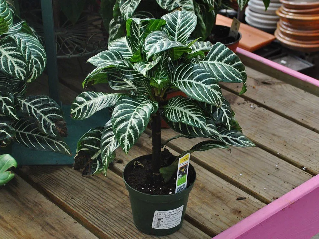 Aphelandra squarrosa Zebra Plant