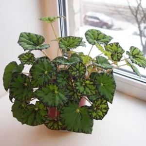 Begonia Tiger Paw indoor pnalt