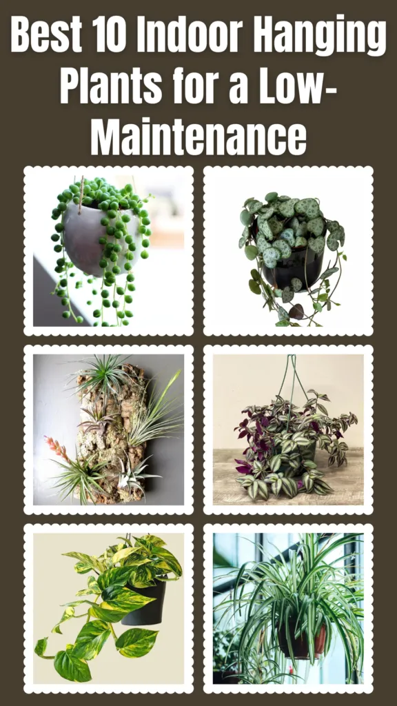 Best 10 Indoor Hanging Plants fo