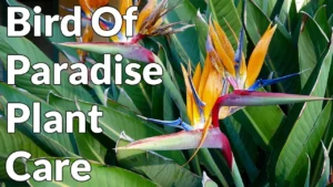 Bird of Paradise Plant Care foodanc