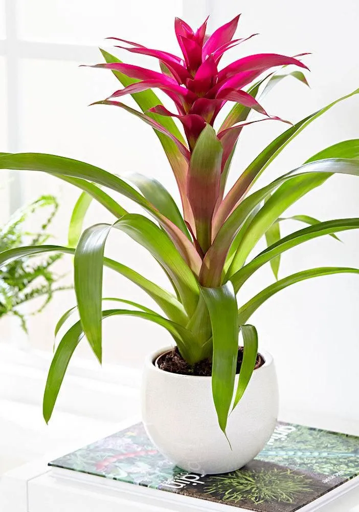 Bromeliad