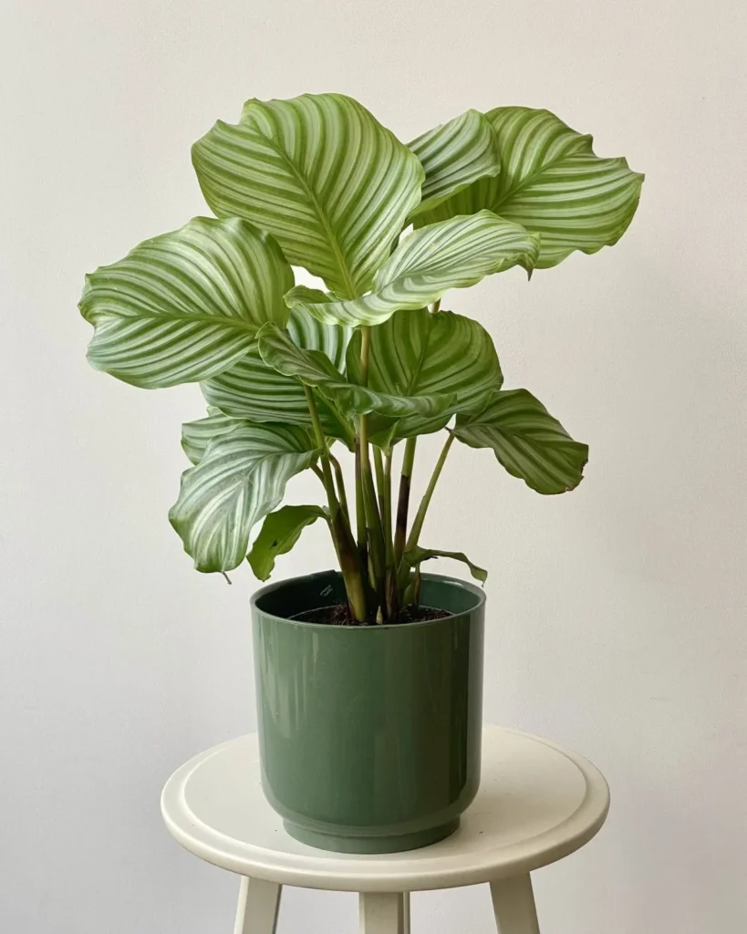 Calathea Orbifolia