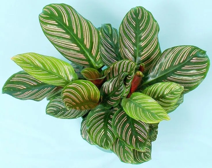 Calathea spp