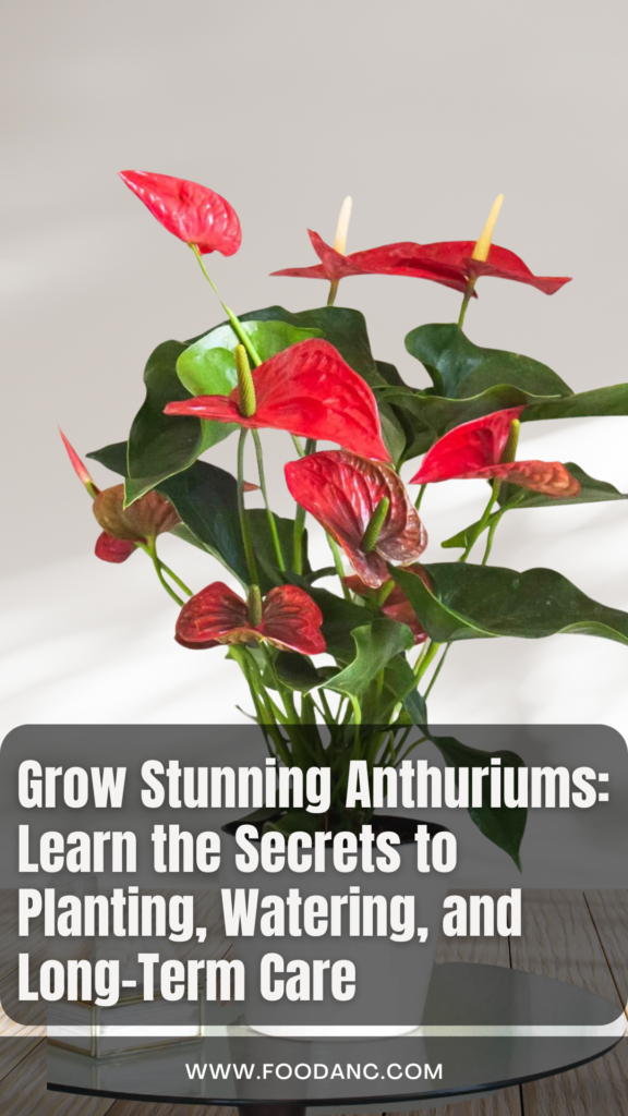 Grow Stunning Anthuriums Learn the Secrets to Planting Watering and Long Term Care